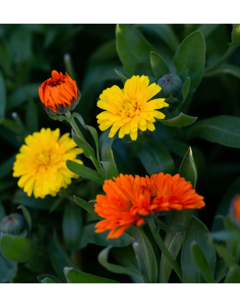 East Coast Glow Wild Calendula + Orange Sea Salt Soak Pouch