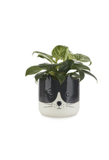 Jabco Canada Inc Kitty Flower Pot