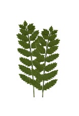 MODWOOL Felt Floral Fern Stem 2 Piece Bouquet-Dark Green-22"