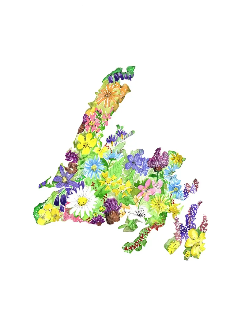 Sarah Duggan Wildflowers of Newfoundland- 8x10