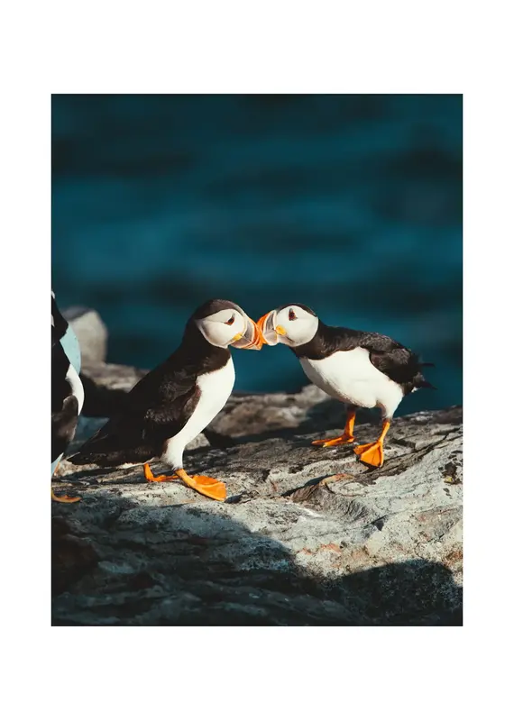 Kara O'Keefe Puffin Love-Postcard-5x7