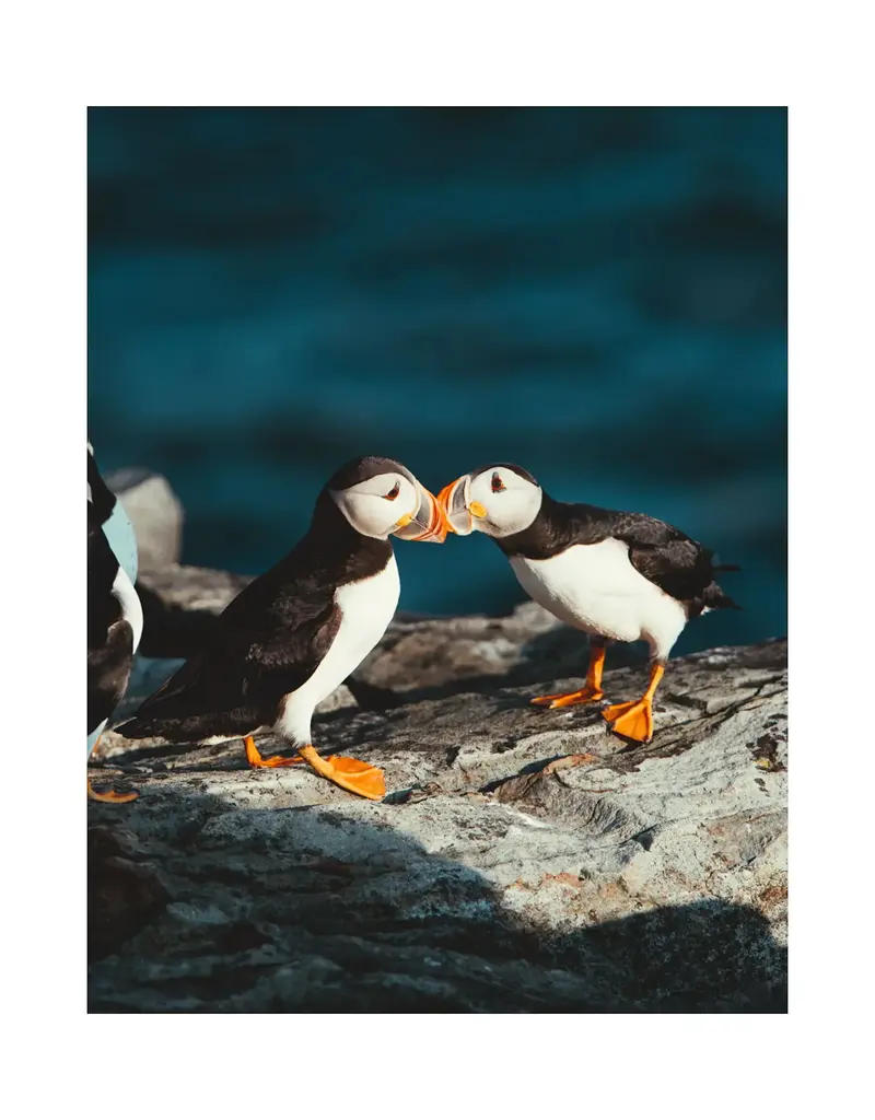 Kara O'Keefe Puffin Love-Postcard-5x7