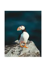 Kara O'Keefe Atlantic Puffin-Postcard-5x7