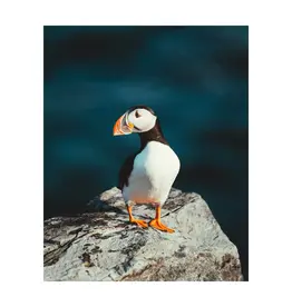 Kara O'Keefe Atlantic Puffin-Postcard-5x7