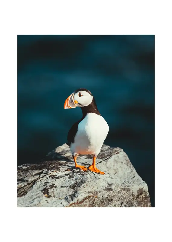 Kara O'Keefe Atlantic Puffin-Postcard-5x7