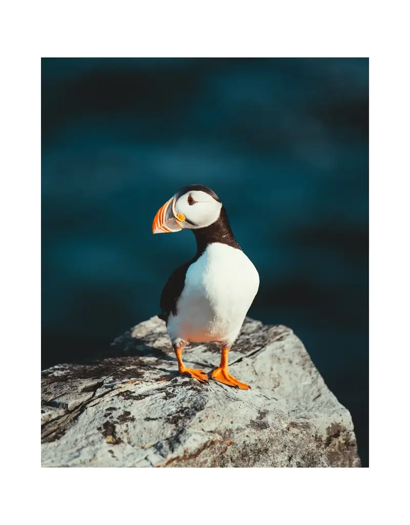 Kara O'Keefe Atlantic Puffin-Postcard-5x7