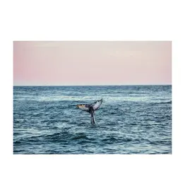 Kara O'Keefe Humpback at Sunset-Postcard-5x7