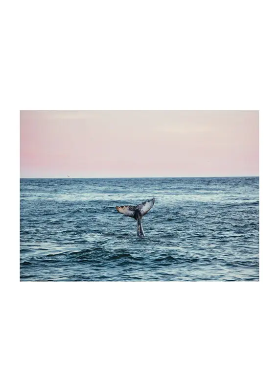 Kara O'Keefe Humpback at Sunset-Postcard-5x7