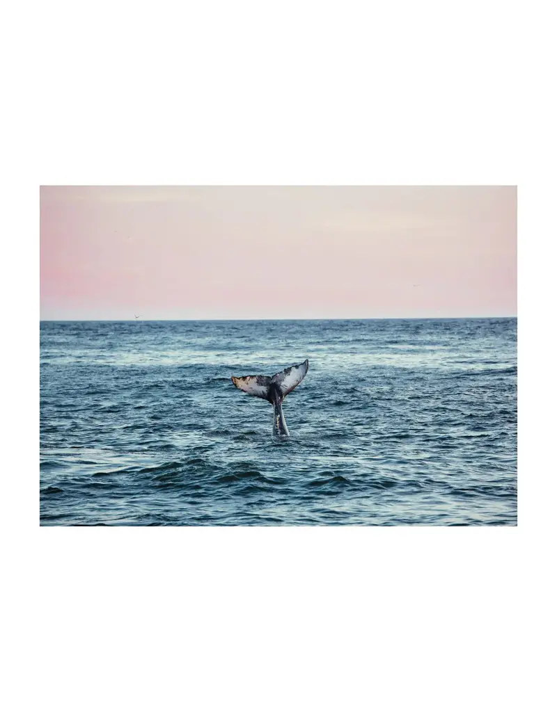 Kara O'Keefe Humpback at Sunset-Postcard-5x7