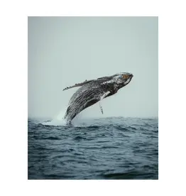 Kara O'Keefe Out of The Blue-Postcard-5x7