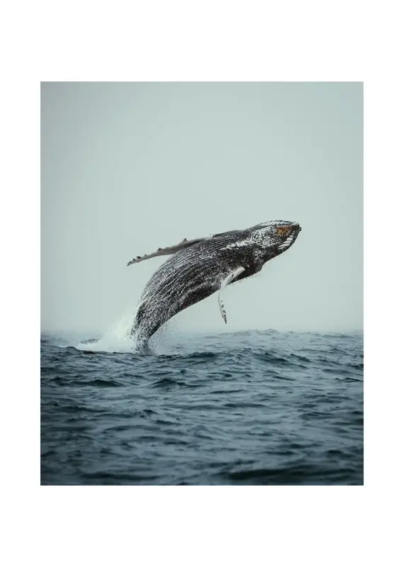 Kara O'Keefe Out of The Blue-Postcard-5x7