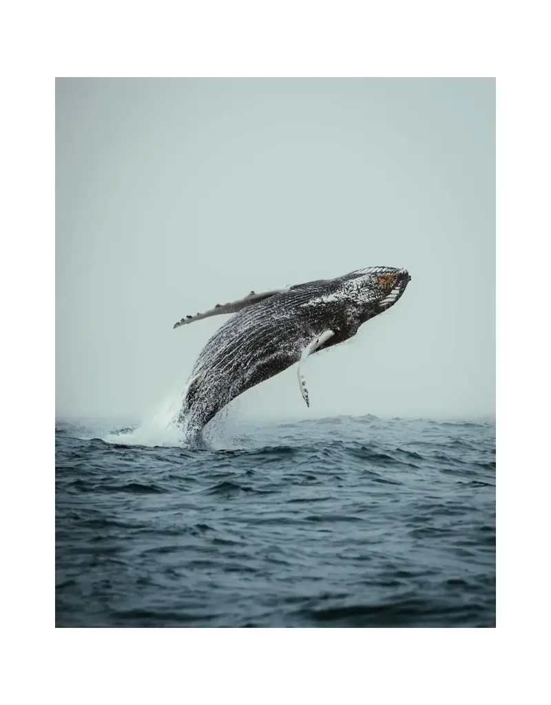 Kara O'Keefe Out of The Blue-Postcard-5x7
