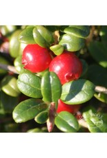 Dark Tickle Dark Tickle-Partridgeberry Jam