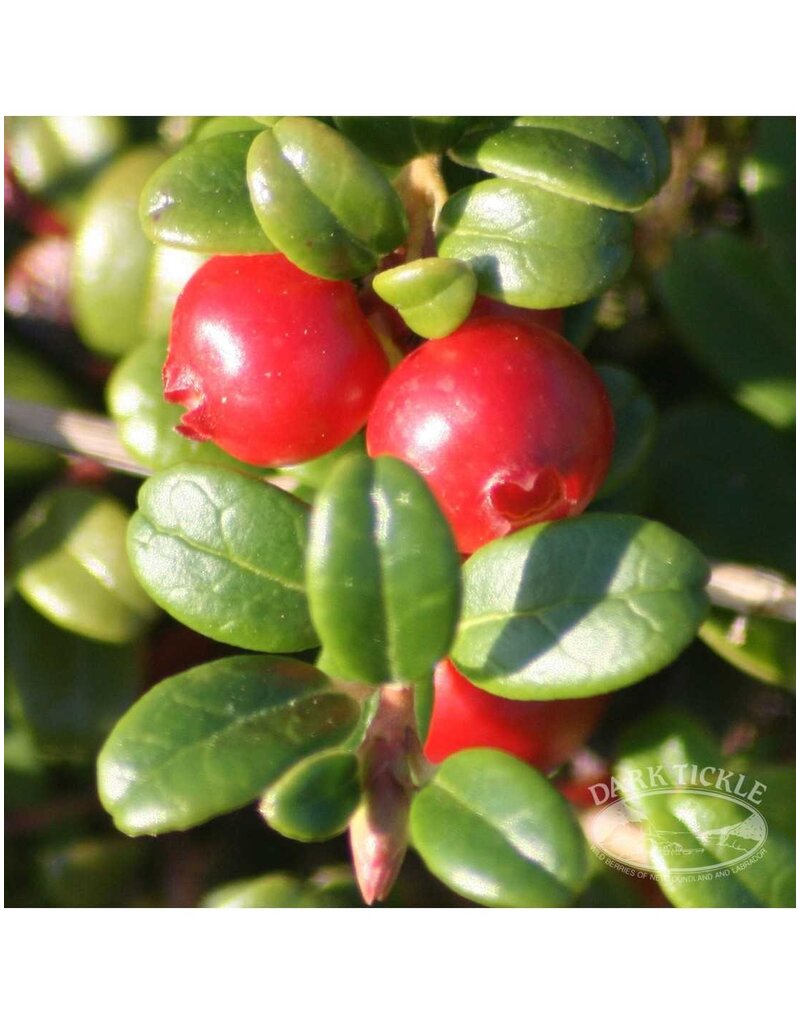 Dark Tickle Dark Tickle-Partridgeberry Jam