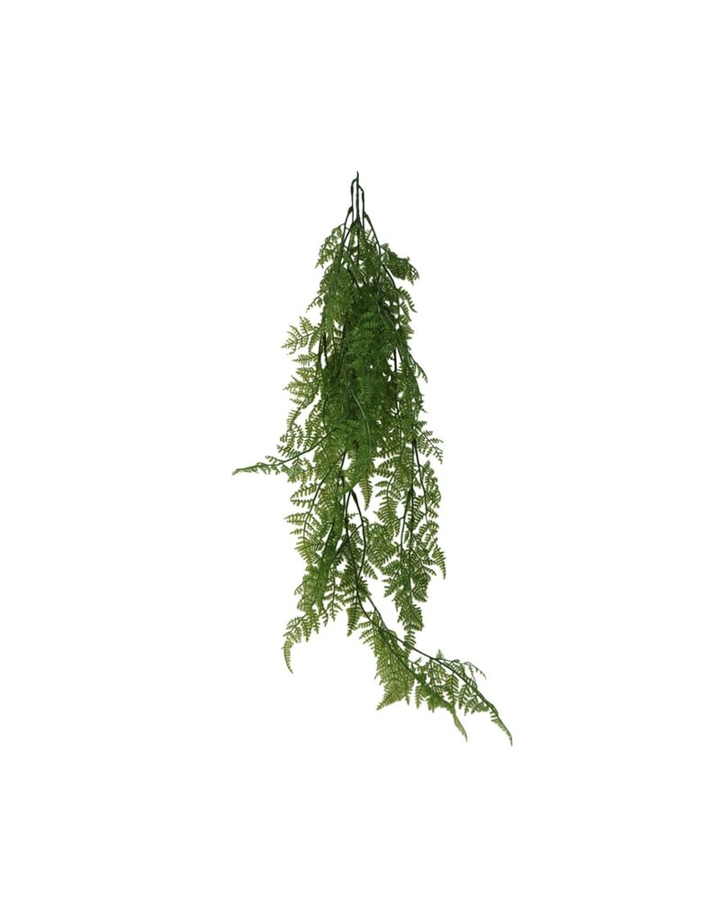 Nostalgia FERN