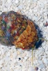 Crowned Turbo Snail - Saltwater