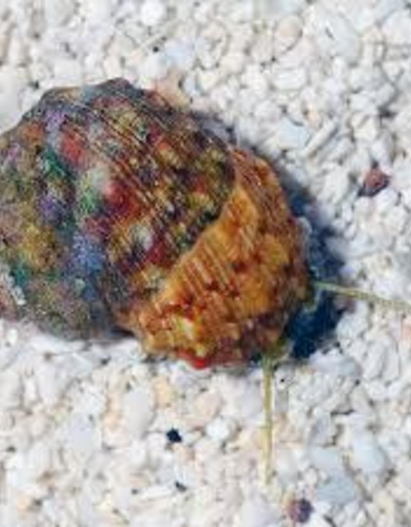 Crowned Turbo Snail - Saltwater