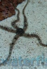 Harlequin Serpent Starfish - Saltwater