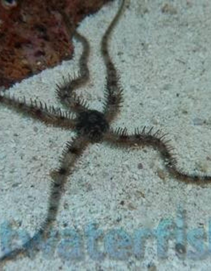 Harlequin Serpent Starfish - Saltwater