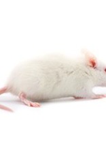 Frozen Feeder Rat - Weaned (51-75 gram)