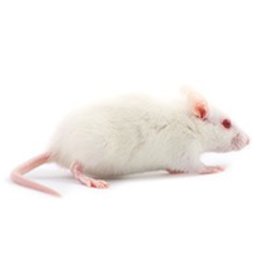 Frozen Feeder Rat - Weaned (51-75 gram)