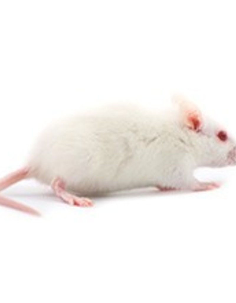 Frozen Weaned Feeder Rats Pet Central