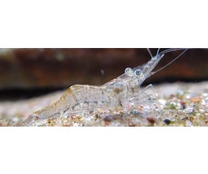 Ghost Shrimp Feeder Freshwater Pet Central
