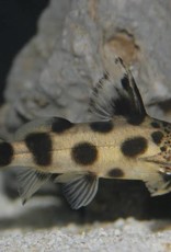 Synodontis Valentine - Freshwater
