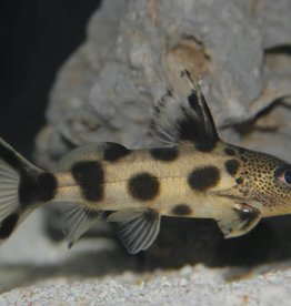 Synodontis Valentine - Freshwater