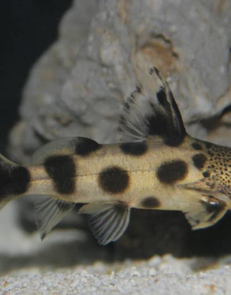 Synodontis Valentine - Freshwater