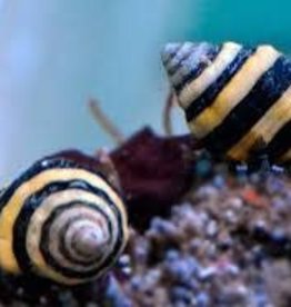Bumble Bee Snails - Saltwater