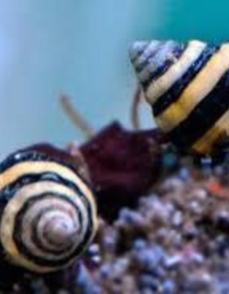 Bumble Bee Snails - Saltwater
