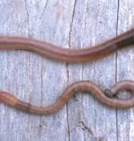 Night Crawler - 10Ct