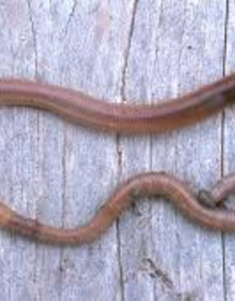 Night Crawler - 10Ct