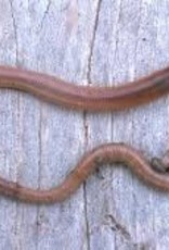 Night Crawler - 10Ct