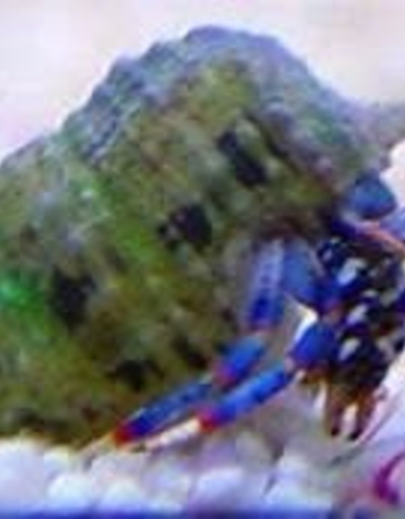 Blue Leg Hermit Crab - Saltwater