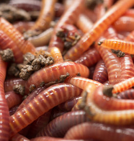 Red Wiggler Worms - 24pk