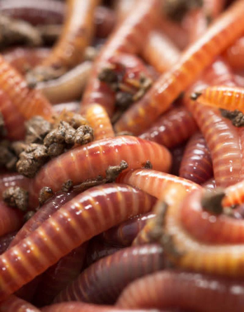 Red Wiggler Worms - 24pk