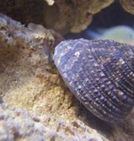 Trochus Snail - Saltwater