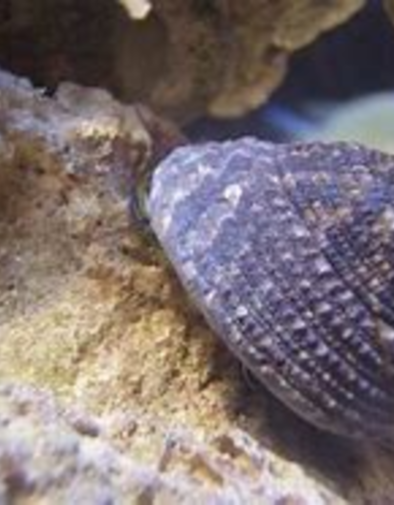Trochus Snail - Saltwater