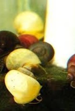 Assorted Snail - Freshwater