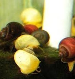 Assorted Snail - Freshwater