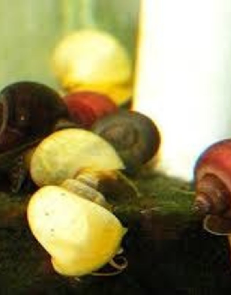 Assorted Snail - Freshwater