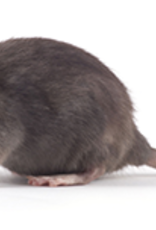 Frozen Feeder Rat - Small (31-50 gram)