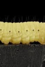Waxworms 250pk - Staff Only