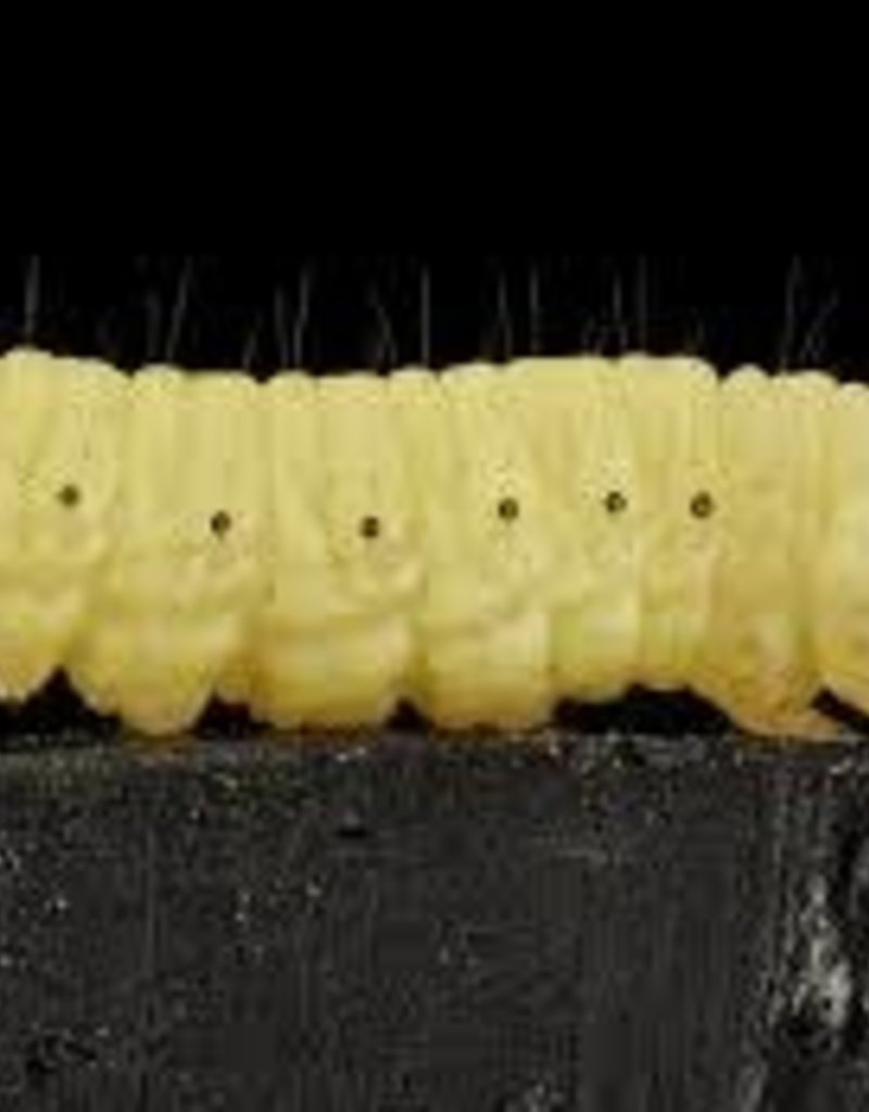 Waxworms 250pk - Staff Only