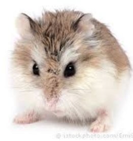 Roborovski Hamster Package Deal for 2