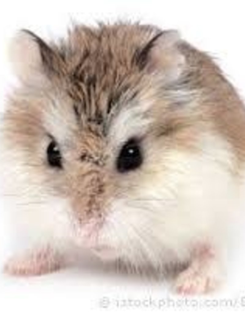 Roborovski Hamster Package Deal for 2