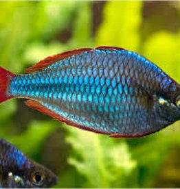 Dwarf Neon Rainbow Fish - Freshwater