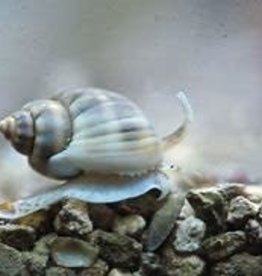 Nassarius Snail Large - Saltwater